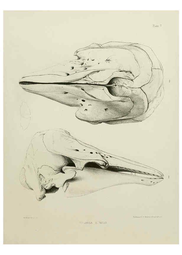 Reproducción/Reproduction 6257843389: The zoology of the voyage of the H.M.S. Erebus & Terror. v.1. London,E. W. Janson,1844-1875