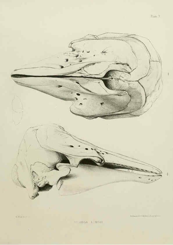 Reproducción/Reproduction 6257843389: The zoology of the voyage of the H.M.S. Erebus & Terror. v.1. London,E. W. Janson,1844-1875