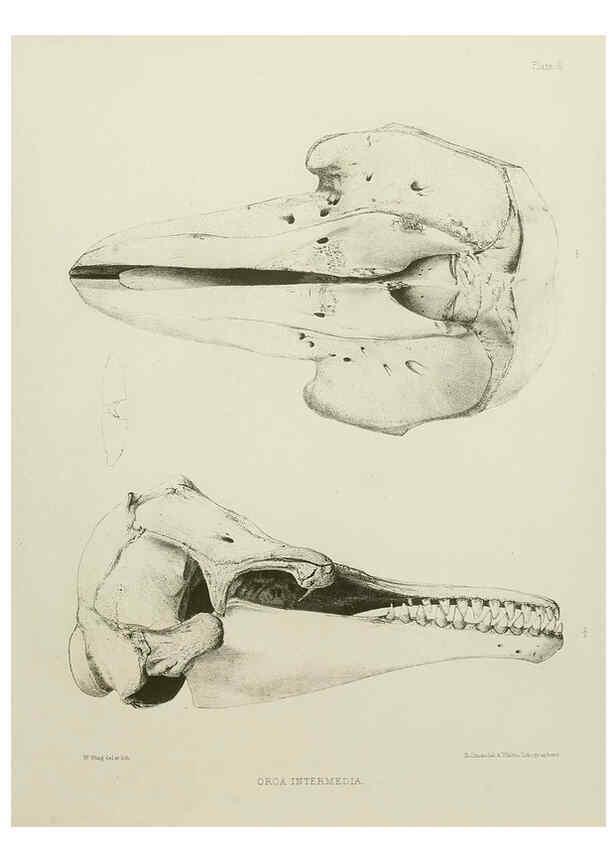 Reproducción/Reproduction 6258369774: The zoology of the voyage of the H.M.S. Erebus & Terror. v.1. London,E. W. Janson,1844-1875