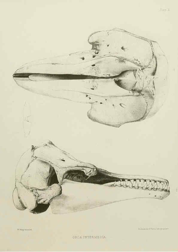 Reproducción/Reproduction 6258369774: The zoology of the voyage of the H.M.S. Erebus & Terror. v.1. London,E. W. Janson,1844-1875