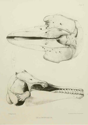 Reproducción/Reproduction 6258369774: The zoology of the voyage of the H.M.S. Erebus & Terror. v.1. London,E. W. Janson,1844-1875