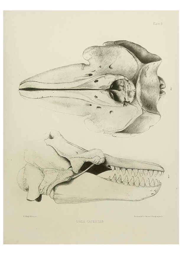 Reproducción/Reproduction 6257843893: The zoology of the voyage of the H.M.S. Erebus & Terror. v.1. London,E. W. Janson,1844-1875