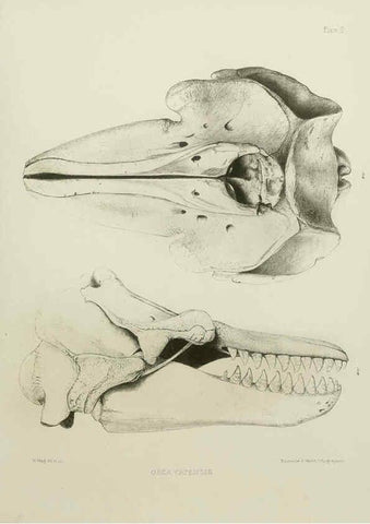 Reproducción/Reproduction 6257843893: The zoology of the voyage of the H.M.S. Erebus & Terror. v.1. London,E. W. Janson,1844-1875