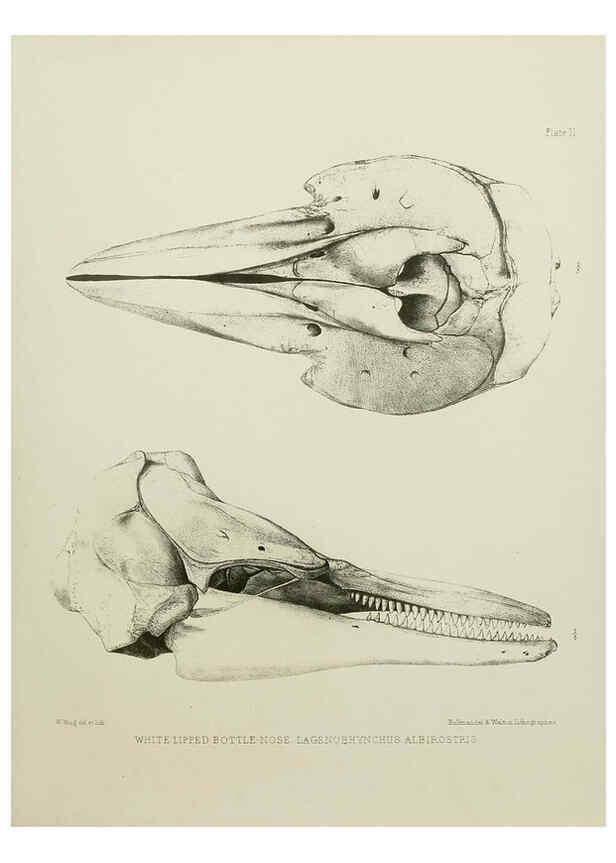 Reproducción/Reproduction 6258370388: The zoology of the voyage of the H.M.S. Erebus & Terror. v.1. London,E. W. Janson,1844-1875