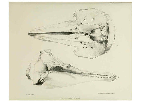 Reproducción/Reproduction 6258371124: The zoology of the voyage of the H.M.S. Erebus & Terror. v.1. London,E. W. Janson,1844-1875