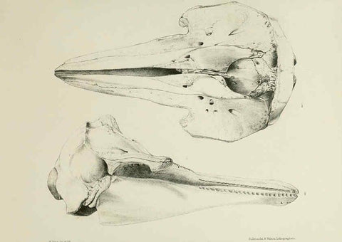 Reproducción/Reproduction 6258371124: The zoology of the voyage of the H.M.S. Erebus & Terror. v.1. London,E. W. Janson,1844-1875