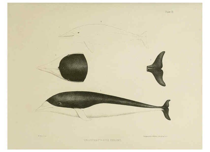 Reproducción/Reproduction 6258371328: The zoology of the voyage of the H.M.S. Erebus & Terror. v.1. London,E. W. Janson,1844-1875