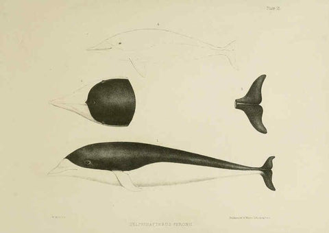 Reproducción/Reproduction 6258371328: The zoology of the voyage of the H.M.S. Erebus & Terror. v.1. London,E. W. Janson,1844-1875