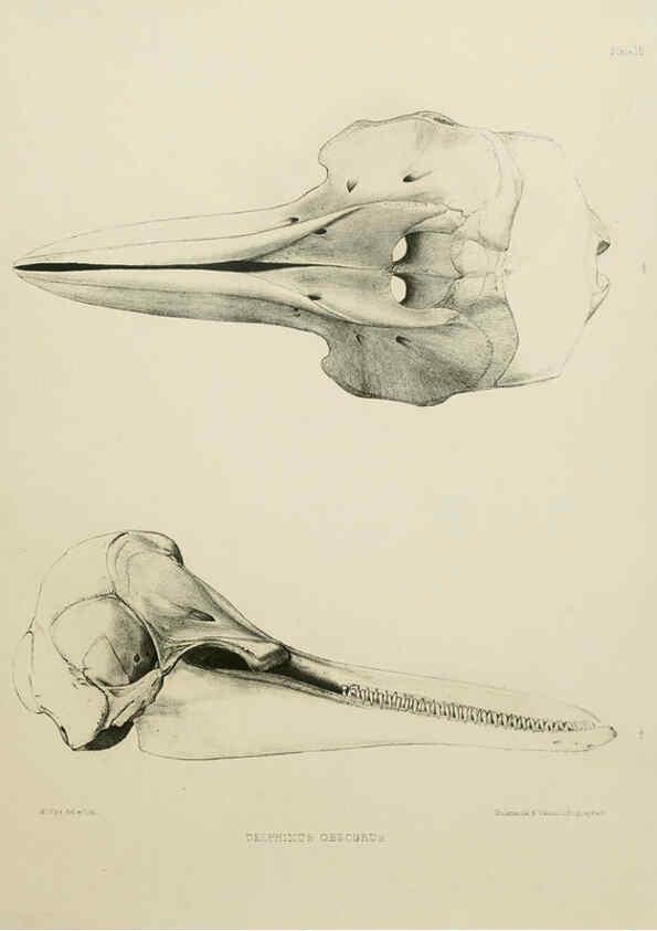 Reproducción/Reproduction 6258371562: The zoology of the voyage of the H.M.S. Erebus & Terror. v.1. London,E. W. Janson,1844-1875