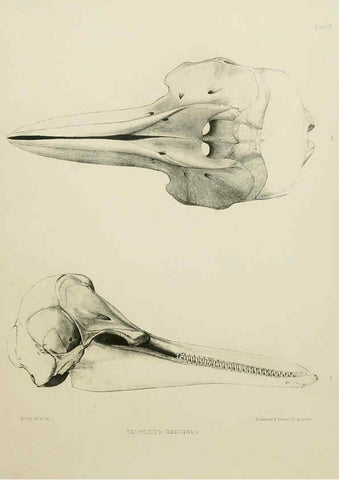 Reproducción/Reproduction 6258371562: The zoology of the voyage of the H.M.S. Erebus & Terror. v.1. London,E. W. Janson,1844-1875