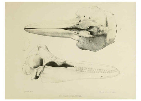 Reproducción/Reproduction 6258371902: The zoology of the voyage of the H.M.S. Erebus & Terror. v.1. London,E. W. Janson,1844-1875