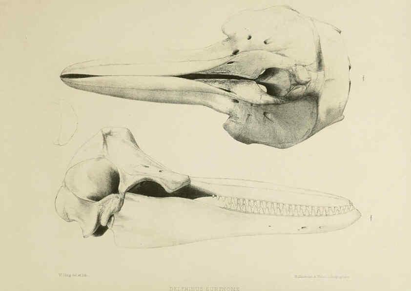 Reproducción/Reproduction 6258371902: The zoology of the voyage of the H.M.S. Erebus & Terror. v.1. London,E. W. Janson,1844-1875