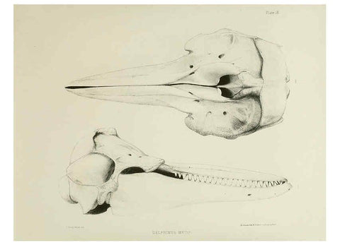 Reproducción/Reproduction 6257846005: The zoology of the voyage of the H.M.S. Erebus & Terror. v.1. London,E. W. Janson,1844-1875