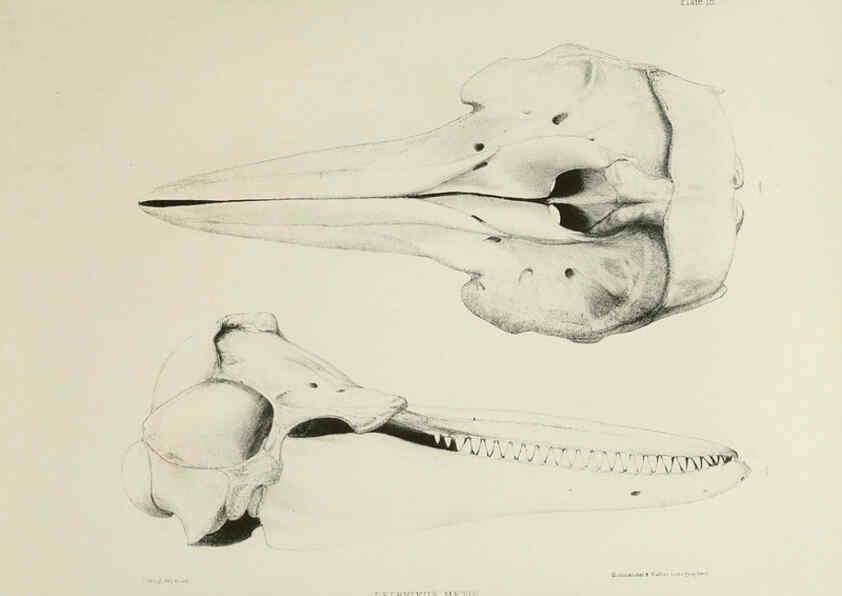 Reproducción/Reproduction 6257846005: The zoology of the voyage of the H.M.S. Erebus & Terror. v.1. London,E. W. Janson,1844-1875