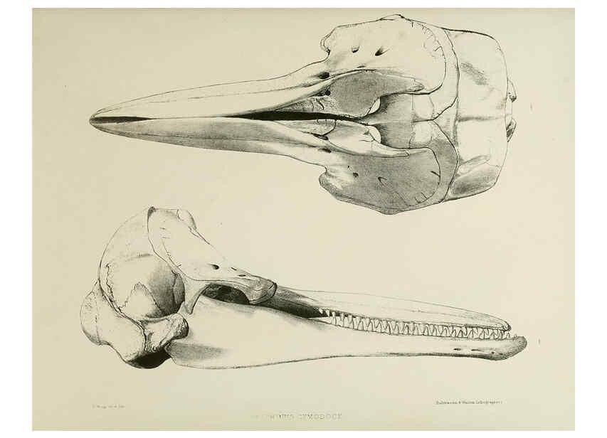 Reproducción/Reproduction 6258372308: The zoology of the voyage of the H.M.S. Erebus & Terror. v.1. London,E. W. Janson,1844-1875