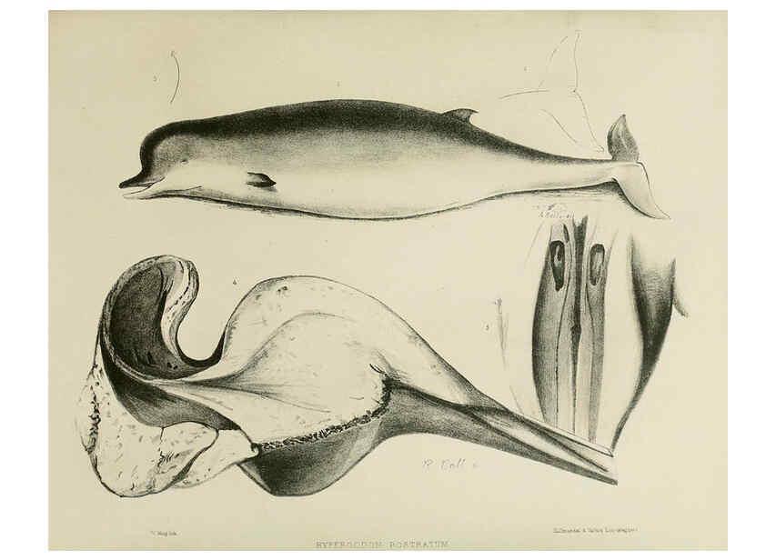 Reproducción/Reproduction 6257842483: The zoology of the voyage of the H.M.S. Erebus & Terror. v.1. London,E. W. Janson,1844-1875