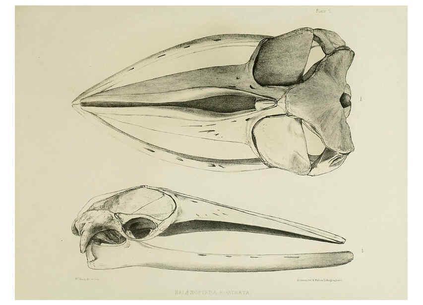 Reproducción/Reproduction 6257842257: The zoology of the voyage of the H.M.S. Erebus & Terror. v.1. London,E. W. Janson,1844-1875