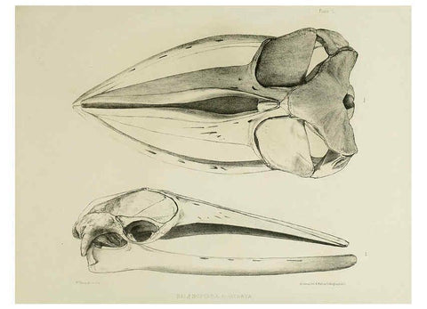 Reproducción/Reproduction 6257842257: The zoology of the voyage of the H.M.S. Erebus & Terror. v.1. London,E. W. Janson,1844-1875