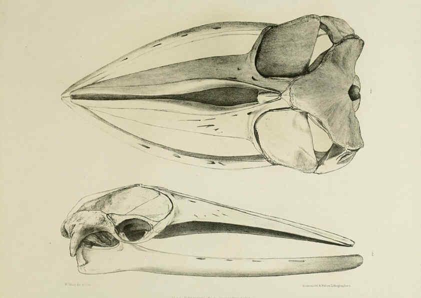 Reproducción/Reproduction 6257842257: The zoology of the voyage of the H.M.S. Erebus & Terror. v.1. London,E. W. Janson,1844-1875