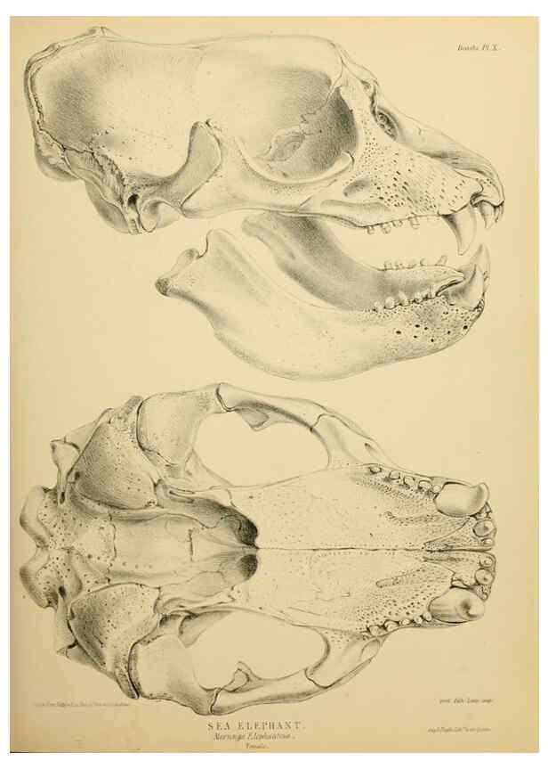 Reproducción/Reproduction 6258363118: The zoology of the voyage of the H.M.S. Erebus & Terror. v.1. London,E. W. Janson,1844-1875