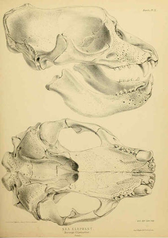 Reproducción/Reproduction 6258363118: The zoology of the voyage of the H.M.S. Erebus & Terror. v.1. London,E. W. Janson,1844-1875