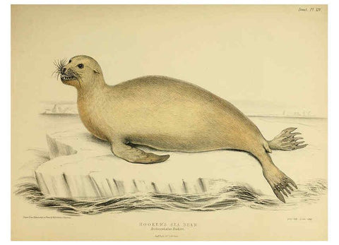 Reproducción/Reproduction 6257837329: The zoology of the voyage of the H.M.S. Erebus & Terror. v.1. London,E. W. Janson,1844-1875