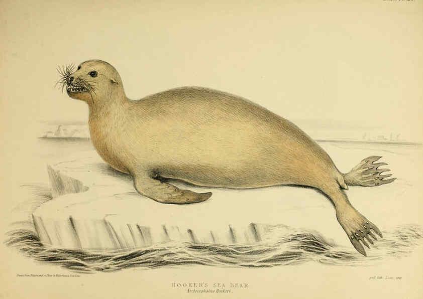 Reproducción/Reproduction 6257837329: The zoology of the voyage of the H.M.S. Erebus & Terror. v.1. London,E. W. Janson,1844-1875