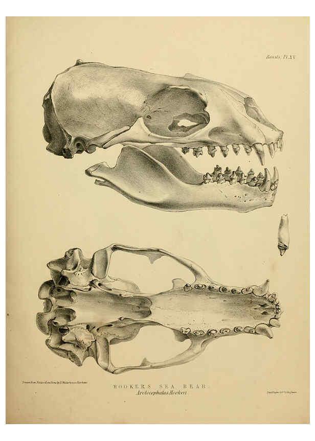 Reproducción/Reproduction 6258363606: The zoology of the voyage of the H.M.S. Erebus & Terror. v.1. London,E. W. Janson,1844-1875