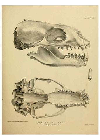 Reproducción/Reproduction 6258363606: The zoology of the voyage of the H.M.S. Erebus & Terror. v.1. London,E. W. Janson,1844-1875