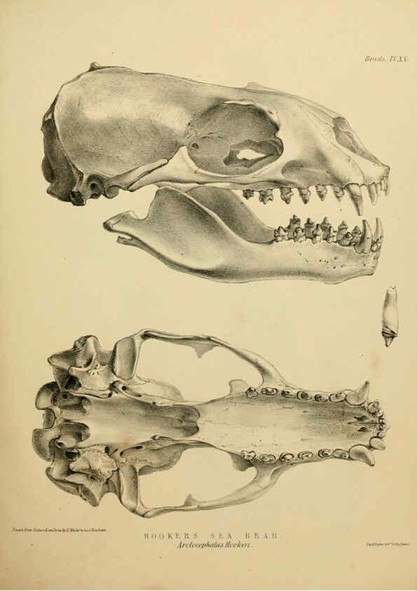 Reproducción/Reproduction 6258363606: The zoology of the voyage of the H.M.S. Erebus & Terror. v.1. London,E. W. Janson,1844-1875