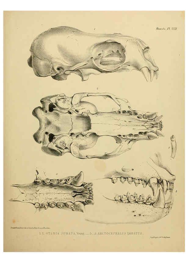 Reproducción/Reproduction 6258364066: The zoology of the voyage of the H.M.S. Erebus & Terror. v.1. London,E. W. Janson,1844-1875