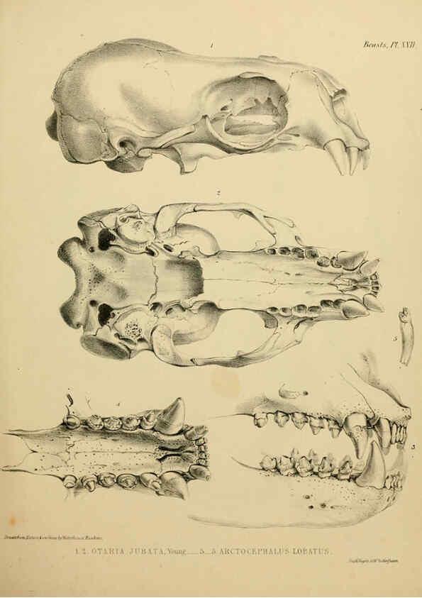 Reproducción/Reproduction 6258364066: The zoology of the voyage of the H.M.S. Erebus & Terror. v.1. London,E. W. Janson,1844-1875