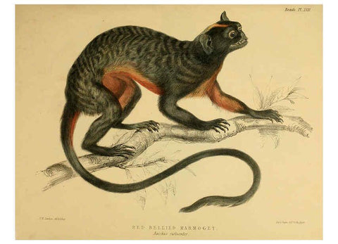 Reproducción/Reproduction 6258364286: The zoology of the voyage of the H.M.S. Erebus & Terror. v.1. London,E. W. Janson,1844-1875