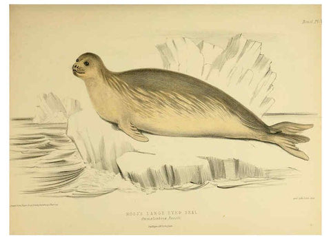 Reproducción/Reproduction 6258362374: The zoology of the voyage of the H.M.S. Erebus & Terror. v.1. London,E. W. Janson,1844-1875