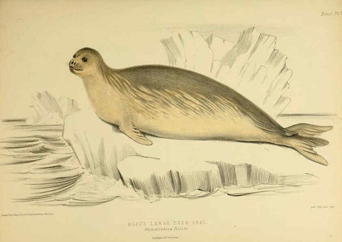 Reproducción/Reproduction 6258362374: The zoology of the voyage of the H.M.S. Erebus & Terror. v.1. London,E. W. Janson,1844-1875