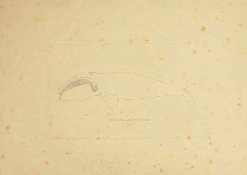 Reproducción/Reproduction 6258367856: The zoology of the voyage of the H.M.S. Erebus & Terror. v.1. London,E. W. Janson,1844-1875