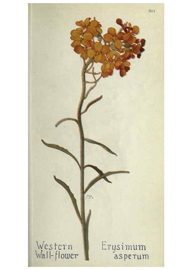 Reproducción/Reproduction 6260045633: Field book of western wild flowers London,C. [sic] P. Putnam's Sons,1915