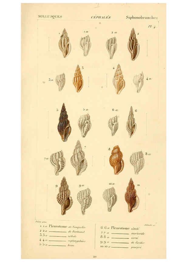 Reproducción/Reproduction 6260676612: Malacozoaires, ou, Animaux mollusques A Paris :Chez F.-G. Levrault,[1828?-1830?] 