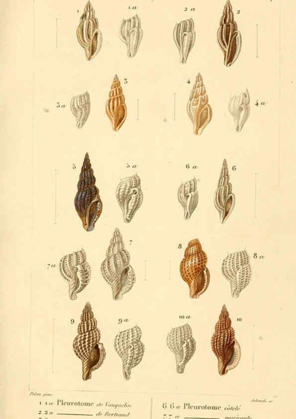 Reproducción/Reproduction 6260676612: Malacozoaires, ou, Animaux mollusques A Paris :Chez F.-G. Levrault,[1828?-1830?] 