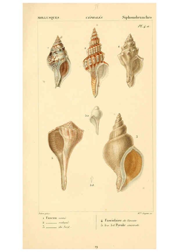 Reproducción/Reproduction 6260150397: Malacozoaires, ou, Animaux mollusques A Paris :Chez F.-G. Levrault,[1828?-1830?] 