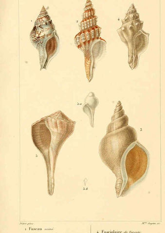 Reproducción/Reproduction 6260150397: Malacozoaires, ou, Animaux mollusques A Paris :Chez F.-G. Levrault,[1828?-1830?] 