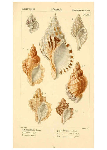 Reproducción/Reproduction 6260677212: Malacozoaires, ou, Animaux mollusques A Paris :Chez F.-G. Levrault,[1828?-1830?] 