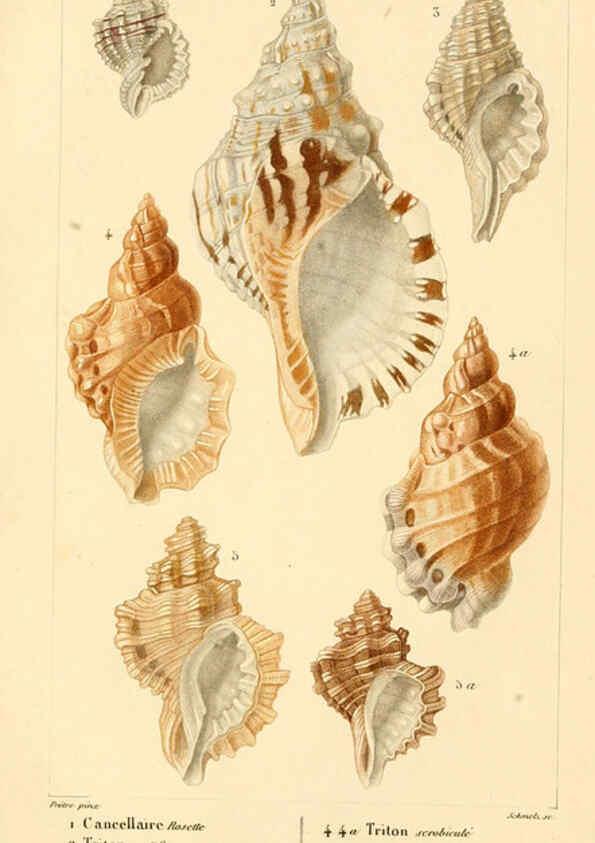 Reproducción/Reproduction 6260677212: Malacozoaires, ou, Animaux mollusques A Paris :Chez F.-G. Levrault,[1828?-1830?] 