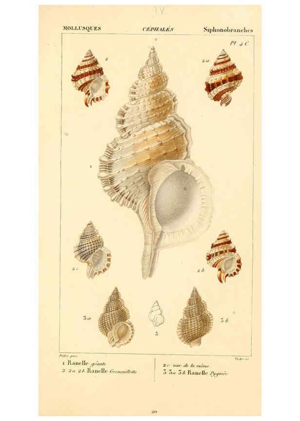 Reproducción/Reproduction 6260677446: Malacozoaires, ou, Animaux mollusques A Paris :Chez F.-G. Levrault,[1828?-1830?] 