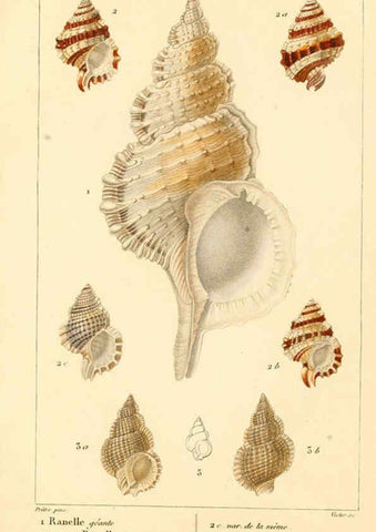 Reproducción/Reproduction 6260677446: Malacozoaires, ou, Animaux mollusques A Paris :Chez F.-G. Levrault,[1828?-1830?] 