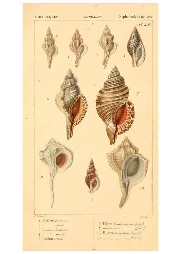 Reproducción/Reproduction 6260677638: Malacozoaires, ou, Animaux mollusques A Paris :Chez F.-G. Levrault,[1828?-1830?] 