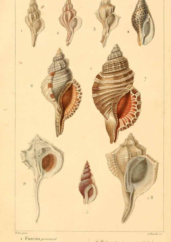 Reproducción/Reproduction 6260677638: Malacozoaires, ou, Animaux mollusques A Paris :Chez F.-G. Levrault,[1828?-1830?] 