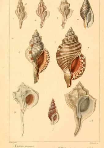 Reproducción/Reproduction 6260677638: Malacozoaires, ou, Animaux mollusques A Paris :Chez F.-G. Levrault,[1828?-1830?] 