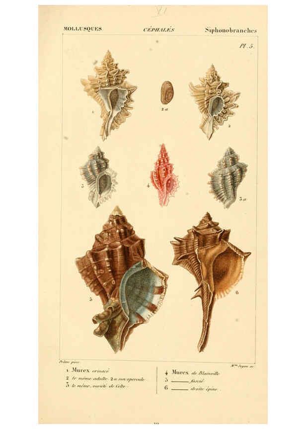 Reproducción/Reproduction 6260677860: Malacozoaires, ou, Animaux mollusques A Paris :Chez F.-G. Levrault,[1828?-1830?] 