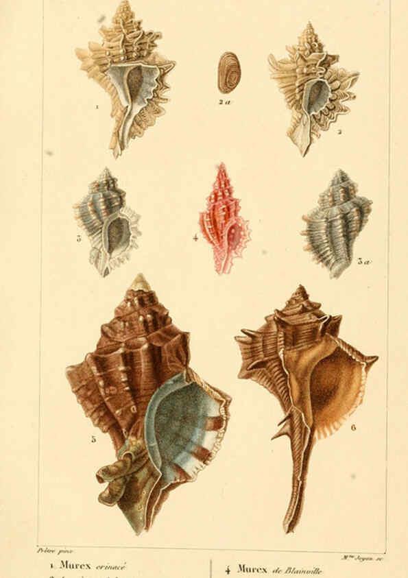 Reproducción/Reproduction 6260677860: Malacozoaires, ou, Animaux mollusques A Paris :Chez F.-G. Levrault,[1828?-1830?] 